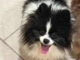 Spitz Nain mâle non LOF à vendre