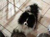 Spitz Nain mâle non LOF à vendre