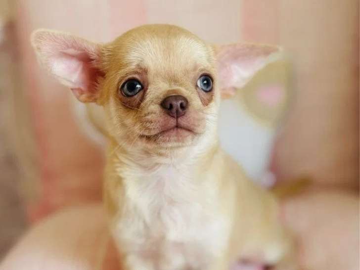 Chiot Chihuahua mâle chocolat dilué à vendre inscrit au LOF