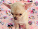 Chiot Chihuahua mâle chocolat dilué à vendre inscrit au LOF