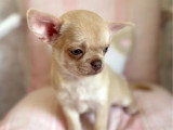 Chiot Chihuahua mâle chocolat dilué à vendre inscrit au LOF
