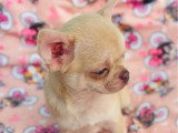 Chiot Chihuahua mâle chocolat dilué à vendre inscrit au LOF