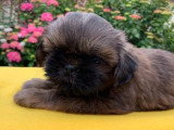 Chiot Shih Tsu femelle LOF à vendre