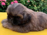 Chiot Shih Tsu femelle LOF à vendre