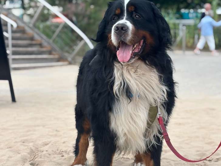 Mâle Bouvier Bernois disponible pour saillie