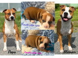 Chiots American Staff LOF à vendre