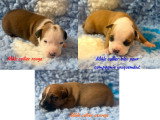 Chiots American Staff LOF à vendre