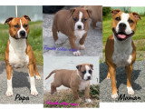 Chiots American Staff LOF à vendre
