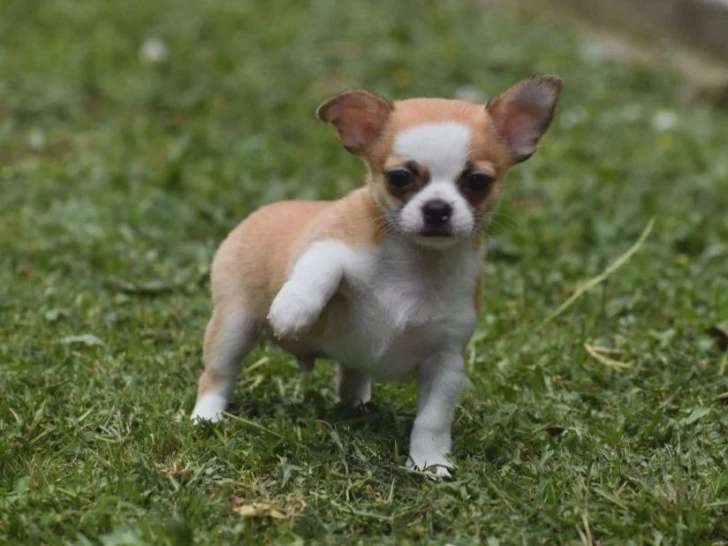 Chiot Chihuahua mâle non LOF né avril 2026 à vendre