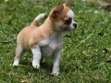 Chiot Chihuahua mâle non LOF né avril 2026 à vendre