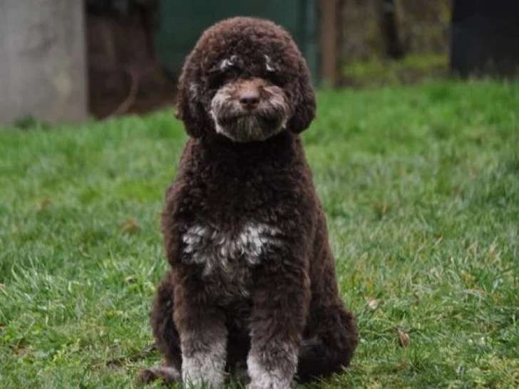 Chienne Lagotto Romagnolo LOF stérilisée à vendre