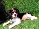 Chiot Cavalier King Charles mâle non LOF de mars 2026 en vente
