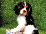 Chiot Cavalier King Charles mâle non LOF de mars 2026 en vente