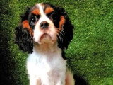 Chiot Cavalier King Charles mâle non LOF de mars 2026 en vente