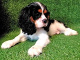 Chiot Cavalier King Charles mâle non LOF de mars 2026 en vente