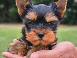 Chiot Yorkshire Terrier mâle LOF à vendre d'avril 2026
