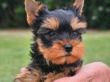 Chiot Yorkshire Terrier mâle LOF à vendre d'avril 2026