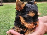 Chiot Yorkshire Terrier mâle LOF à vendre d'avril 2026