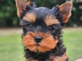 Chiot Yorkshire Terrier mâle LOF à vendre d'avril 2026