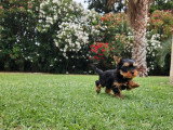 Chiot Yorkshire Terrier mâle LOF à vendre d'avril 2026