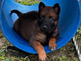 Portée de 13 chiots Chien de Berger Belge LOF à réserver
