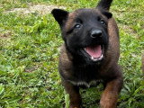 Portée de 13 chiots Chien de Berger Belge LOF à réserver