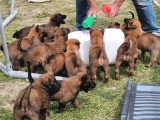 Portée de 13 chiots Chien de Berger Belge LOF à réserver
