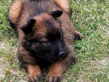 Portée de 13 chiots Chien de Berger Belge LOF à réserver