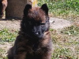 Portée de 13 chiots Chien de Berger Belge LOF à réserver