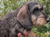 Chiot femelle Teckel Poil Dur nain non LOF à vendre de janvier 2026