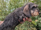 Chiot femelle Teckel Poil Dur nain non LOF à vendre de janvier 2026