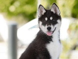 Chiot femelle Husky de Sibérie noir agouti LOF à vendre