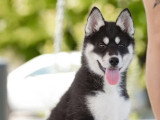 Chiot femelle Husky de Sibérie noir agouti LOF à vendre