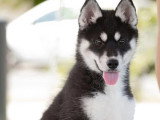 Chiot femelle Husky de Sibérie noir agouti LOF à vendre