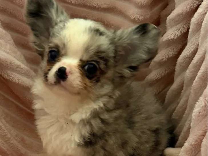 3 chiots Chihuahua mâles poil long non LOF à vendre de février 2026