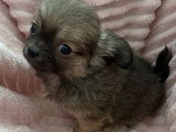 3 chiots Chihuahua mâles poil long non LOF à vendre de février 2026