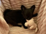 3 chiots Chihuahua mâles poil long non LOF à vendre de février 2026