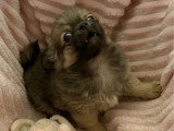 3 chiots Chihuahua mâles poil long non LOF à vendre de février 2026