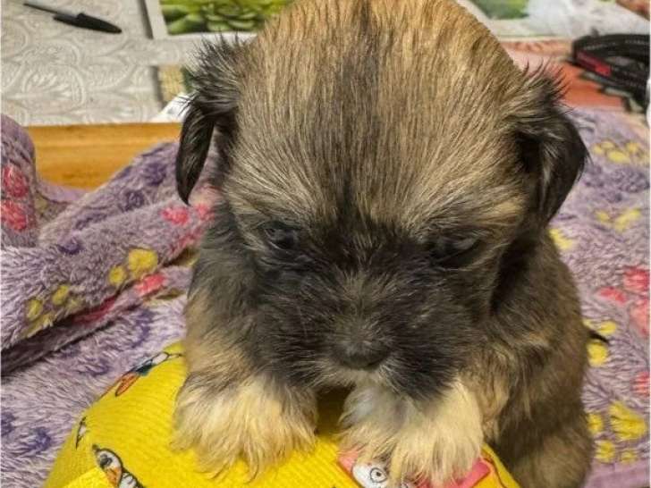 Trois chiots Lhassa Apso mâles à vendre non LOF de mai 2026