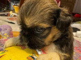 Trois chiots Lhassa Apso mâles à vendre non LOF de mai 2026