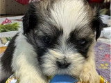 Trois chiots Lhassa Apso mâles à vendre non LOF de mai 2026