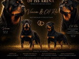 Portée de 10 chiots Rottweiler LOF nés en mai 2026 à réserver