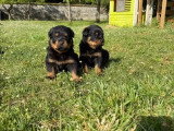 Portée de 10 chiots Rottweiler LOF nés en mai 2026 à réserver