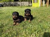 Portée de 10 chiots Rottweiler LOF nés en mai 2026 à réserver