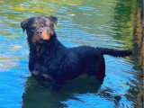 Portée de 10 chiots Rottweiler LOF nés en mai 2026 à réserver