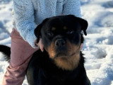 Portée de 10 chiots Rottweiler LOF nés en mai 2026 à réserver