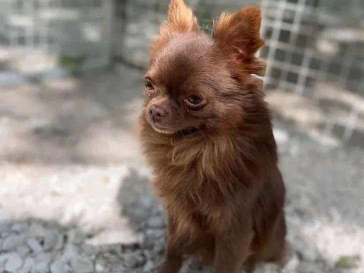 Chihuahua mâle chocolat poil long LOF né février 2022 à vendre