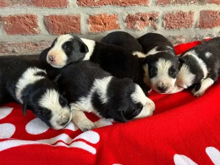 Portée de 6 chiots Border Collie non LOF à réserver