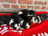 Portée de 6 chiots Border Collie non LOF à réserver