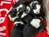Portée de 6 chiots Border Collie non LOF à réserver